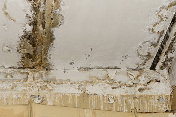 Why You Should Choose Our Mold Remediation Services in Lake Sarasota, FL